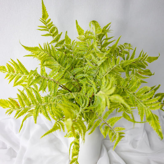 artificial Tuber Ferns in white vase