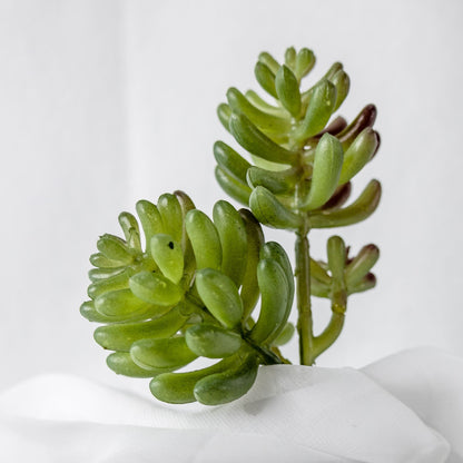 stone lotus succulent Stone Lotus Succulent
