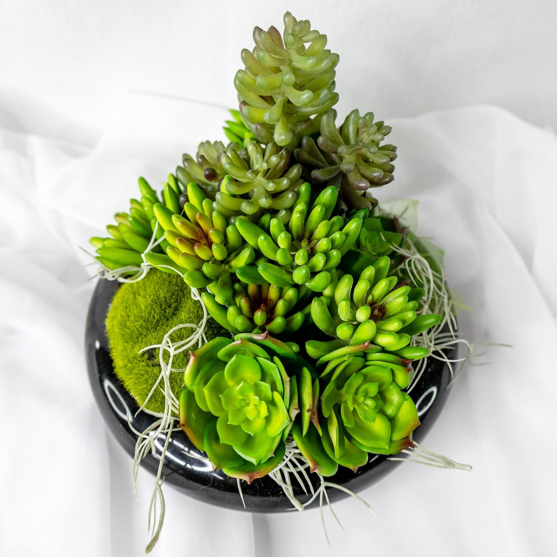 stone lotus flower succulent Stone Lotus Succulent