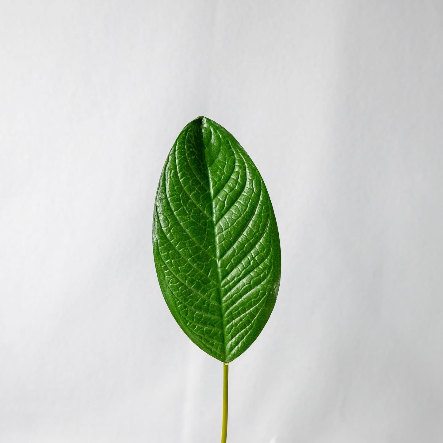 artificial Large Magnolia Leaf