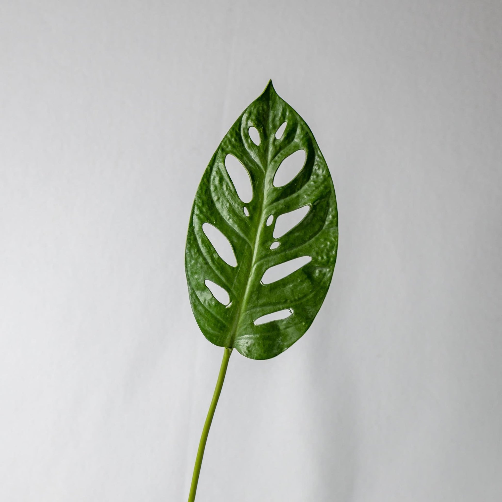 artificial Large Obliqua Leaf