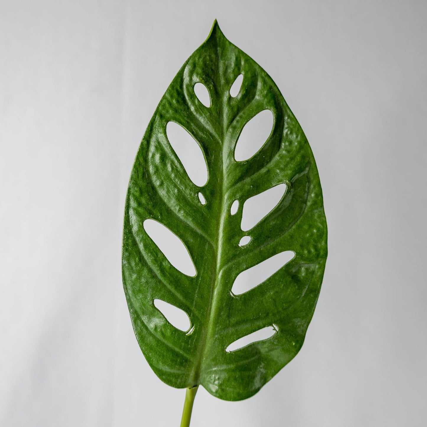artificial Large Obliqua Leaf in glass vase closer look top view
