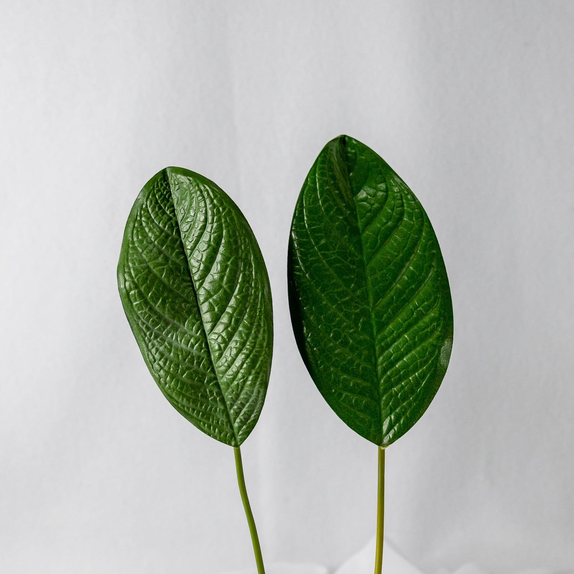 artificial Large Magnolia Leaves in glass vase