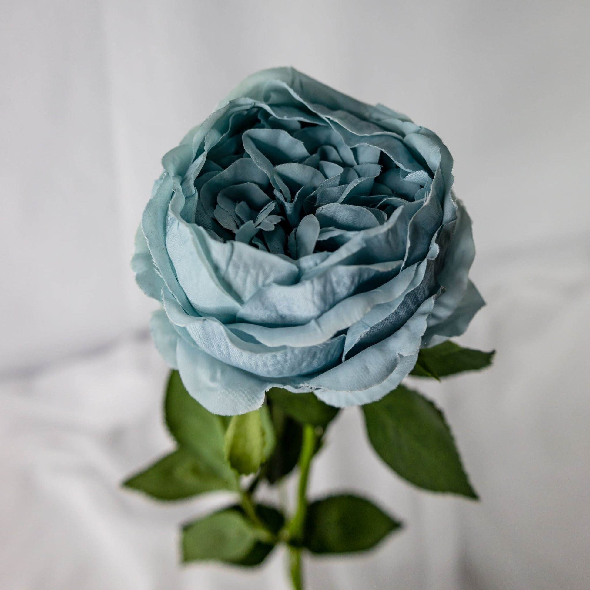 Duck Egg Blue David Austin Soft Touch Open Bloom Rose - Realistic Artificial Flowers