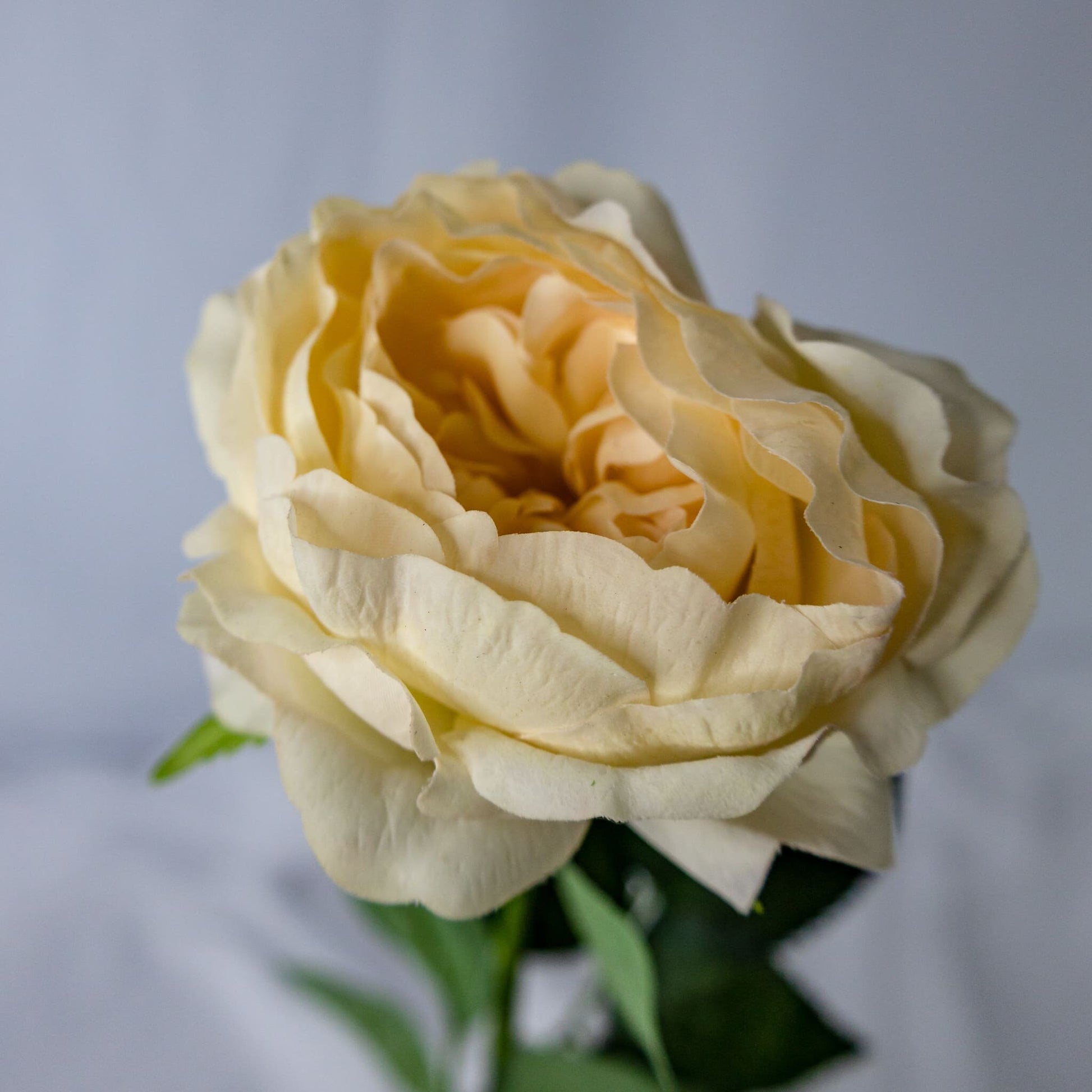 Pale Peach David Austin Half Bloom Real Touch Rose   - Realistic Artificial Flowers