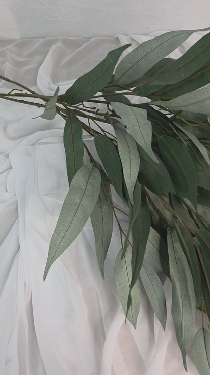 Wide Leaf Eucalyptus