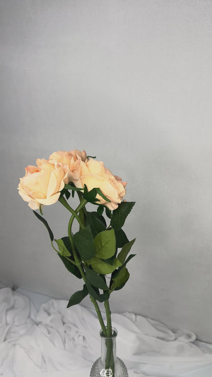 Pink/Cream David Austin Soft Touch Open Bloom Rose