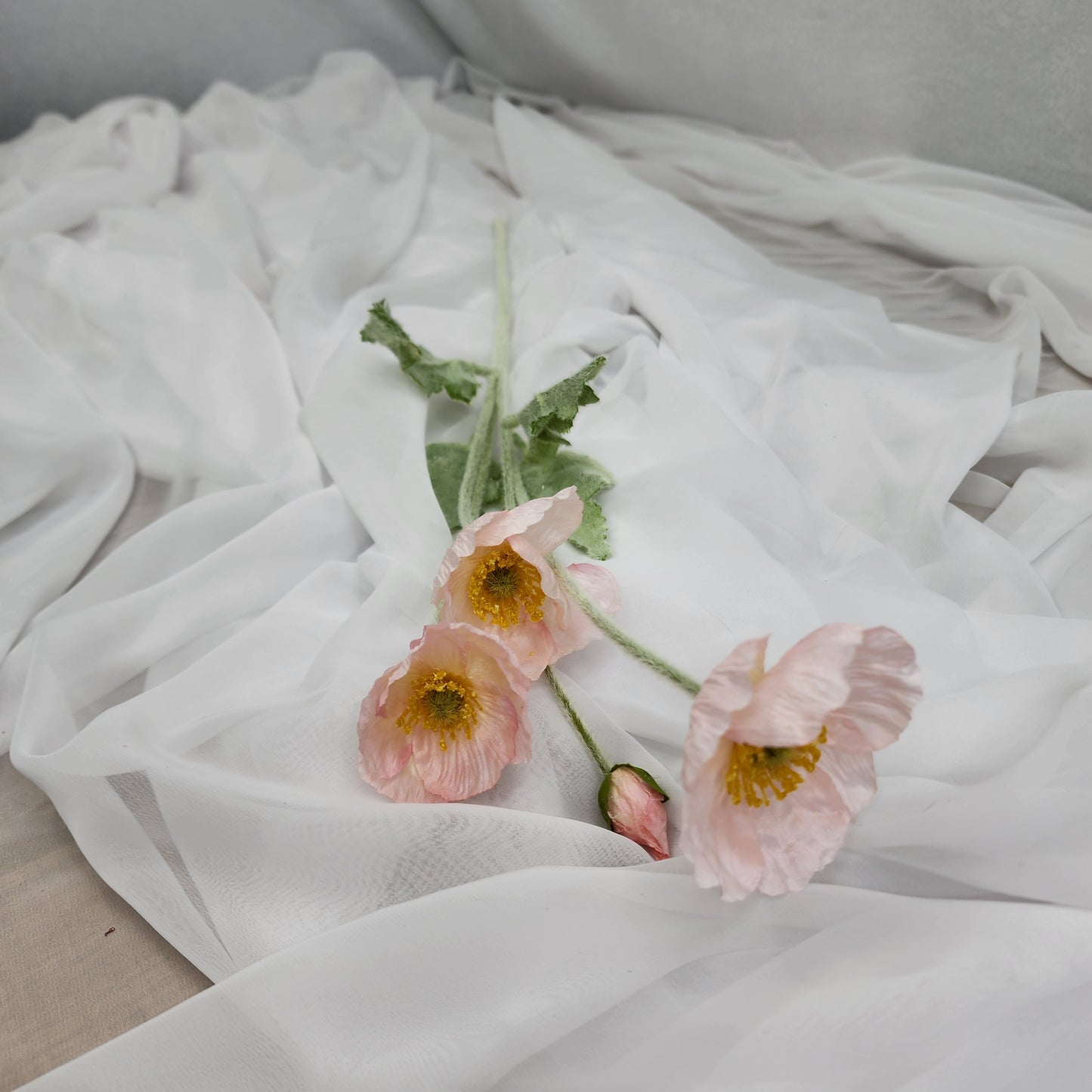 Icelandic Poppies - Light Pink
