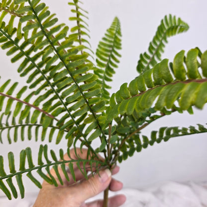 Fishbone Fern Large  - Realistic Artificial Flowers and Greenery