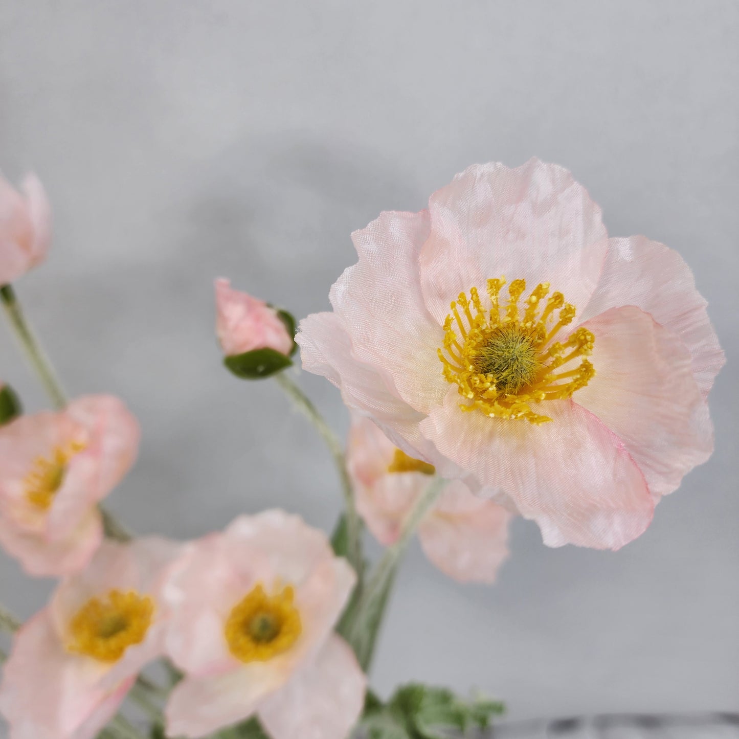 Icelandic Poppies - Light Pink