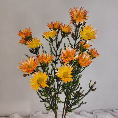 Desert Daisy Orange- Kaaps Flower , Realistic Artificial Flowers