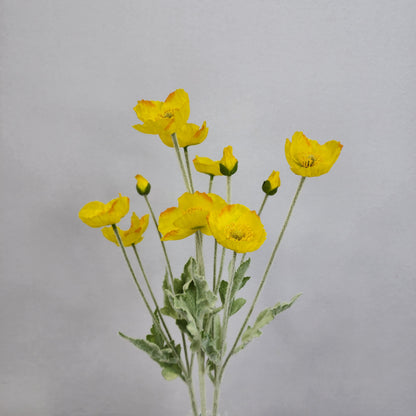 Icelandic Poppies Yellow