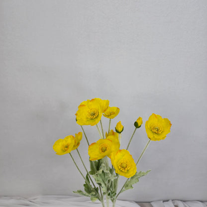 Icelandic Poppies Yellow