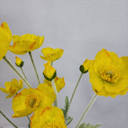 Icelandic Poppies Yellow
