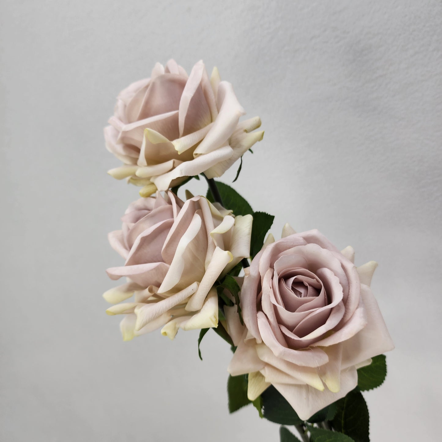Quick Sand Royal Real Touch Rose
