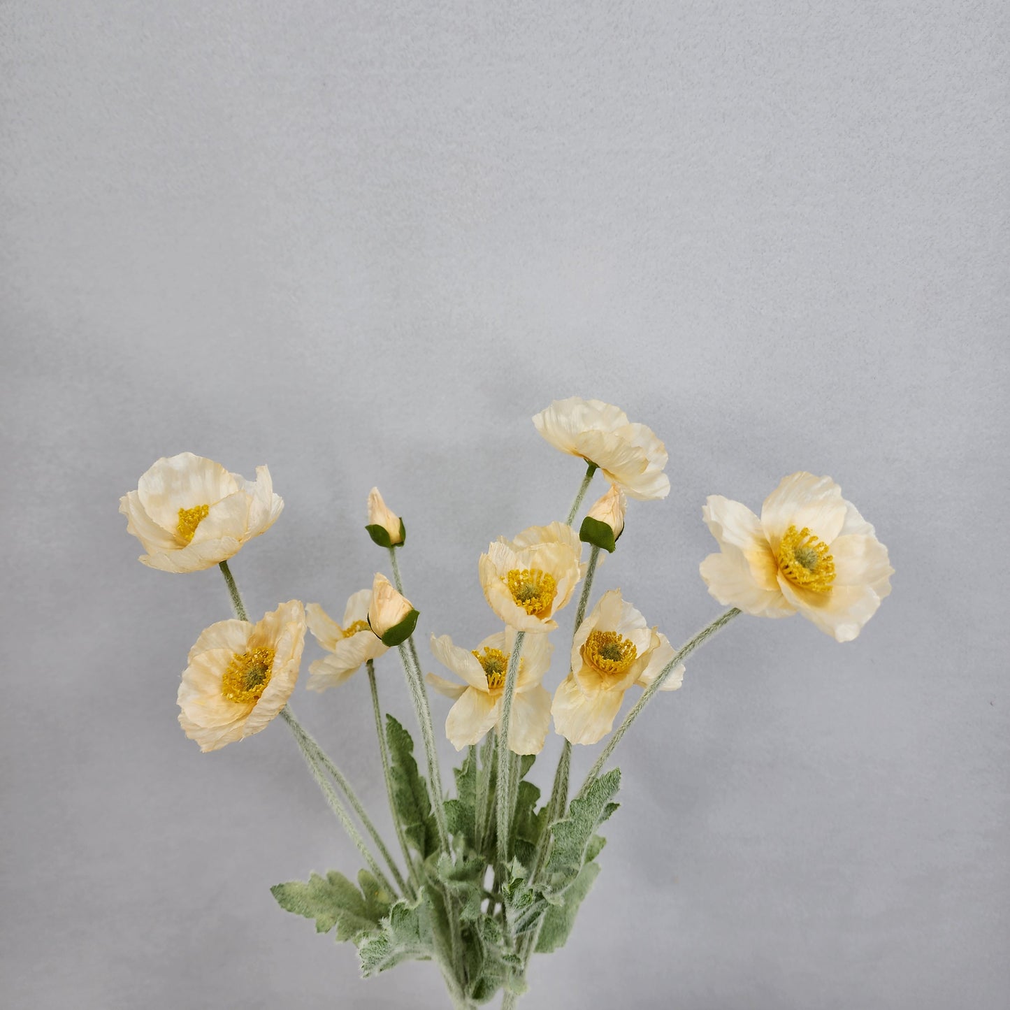 Icelandic Poppies - Pale Peach