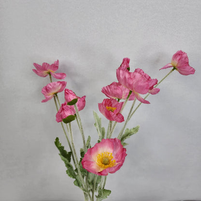 Iceland Poppies - Dark Pink