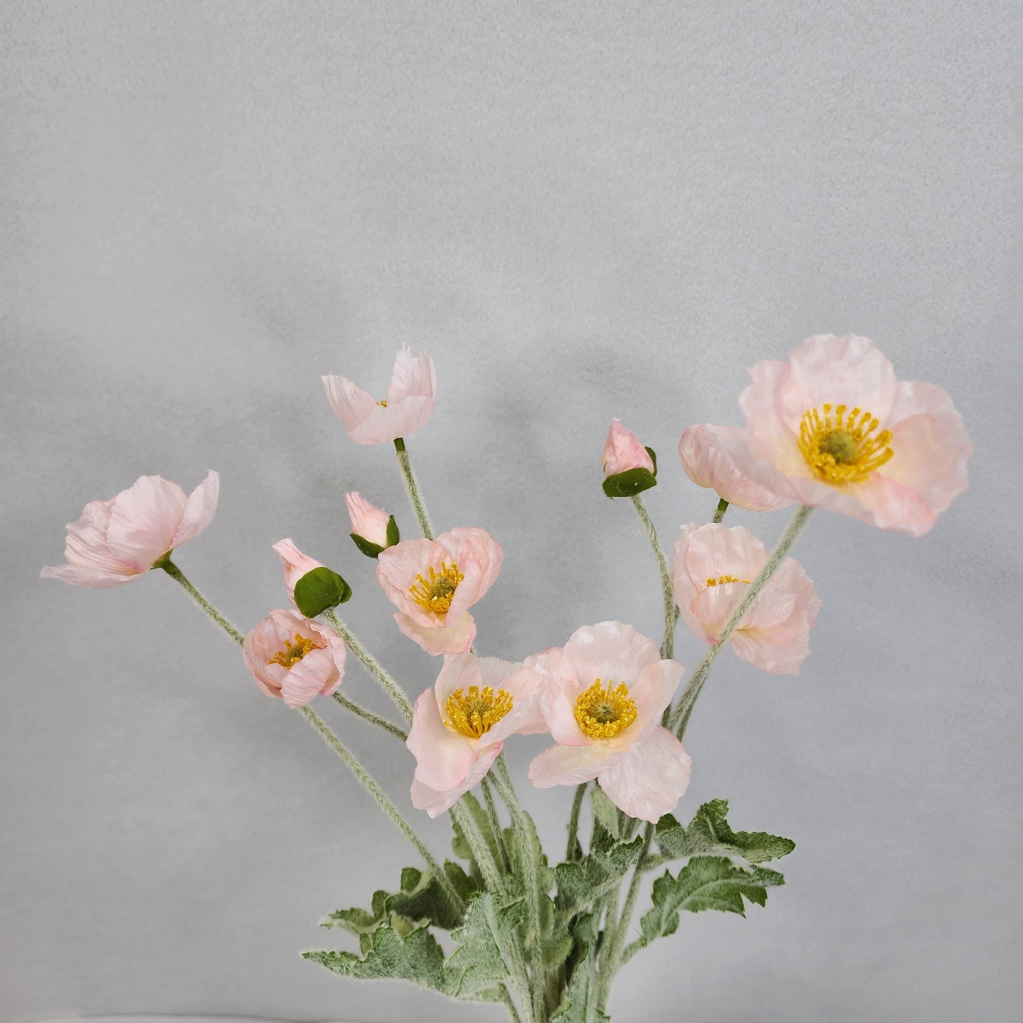 Icelandic Poppies - Light Pink