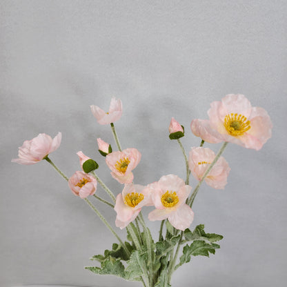 Icelandic Poppies - Light Pink