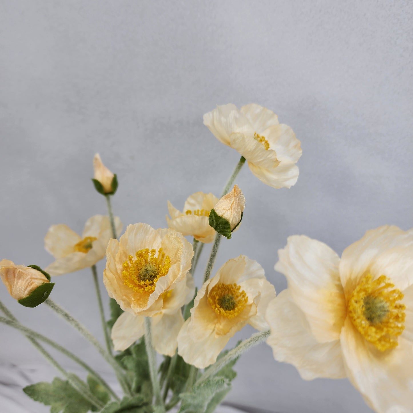 Icelandic Poppies - Pale Peach