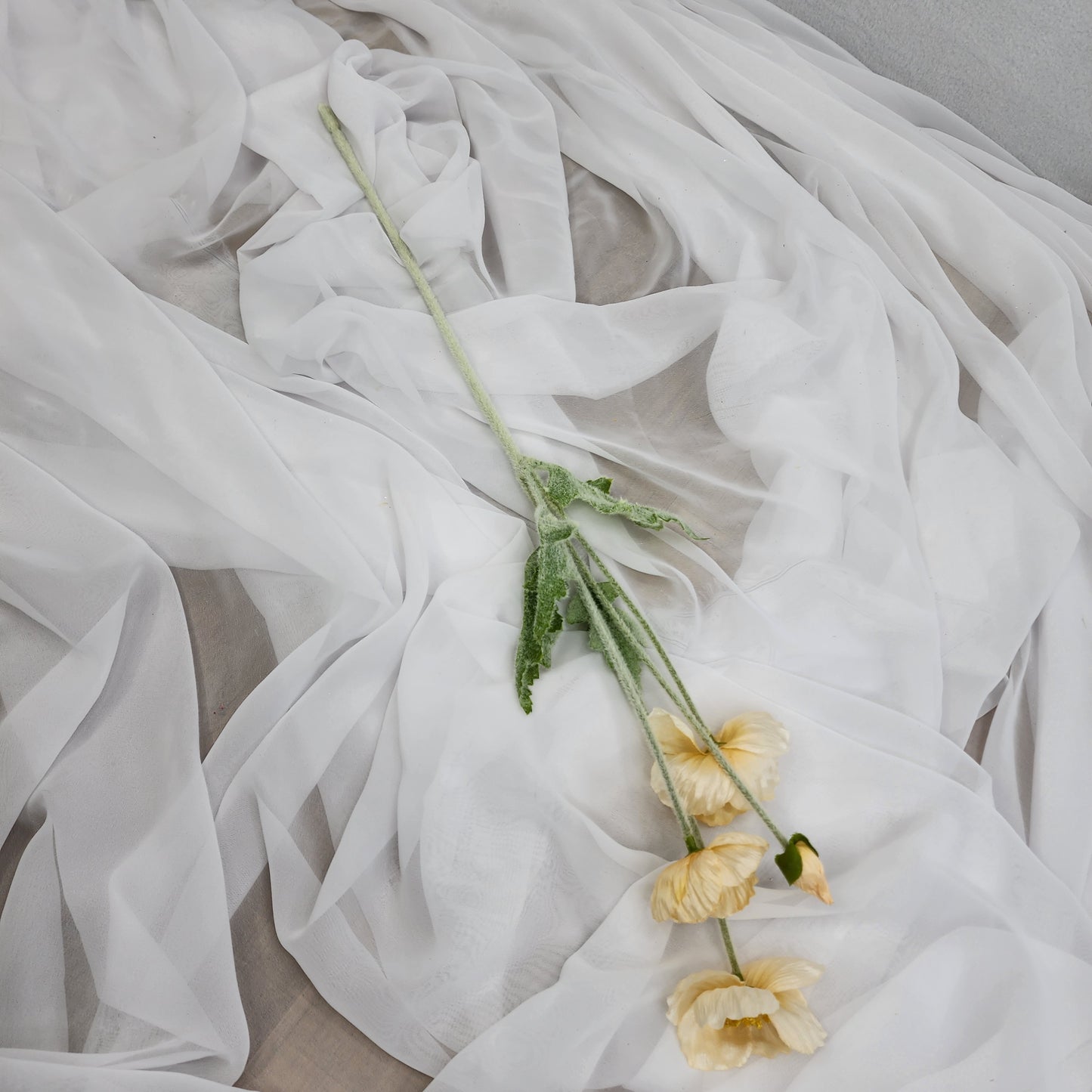 Icelandic Poppies - Pale Peach