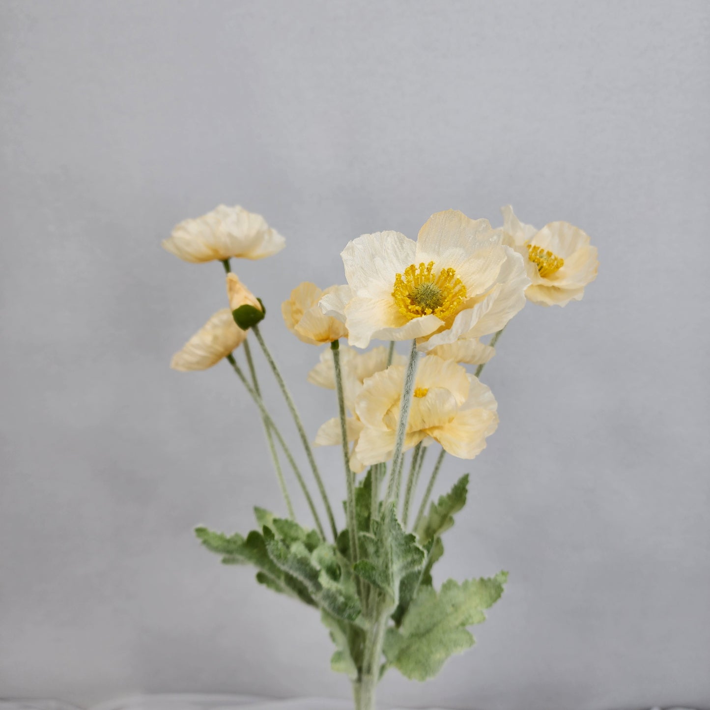 Icelandic Poppies - Pale Peach