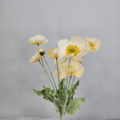 Icelandic Poppies - Pale Peach