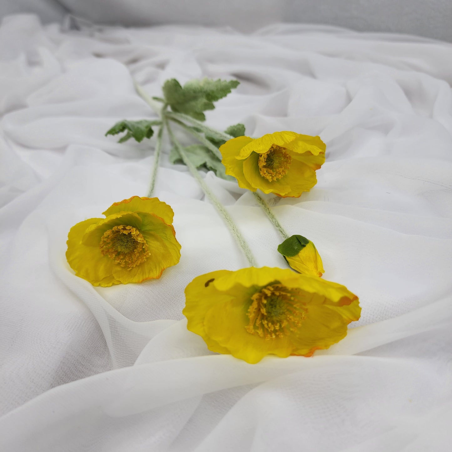 Icelandic Poppies Yellow