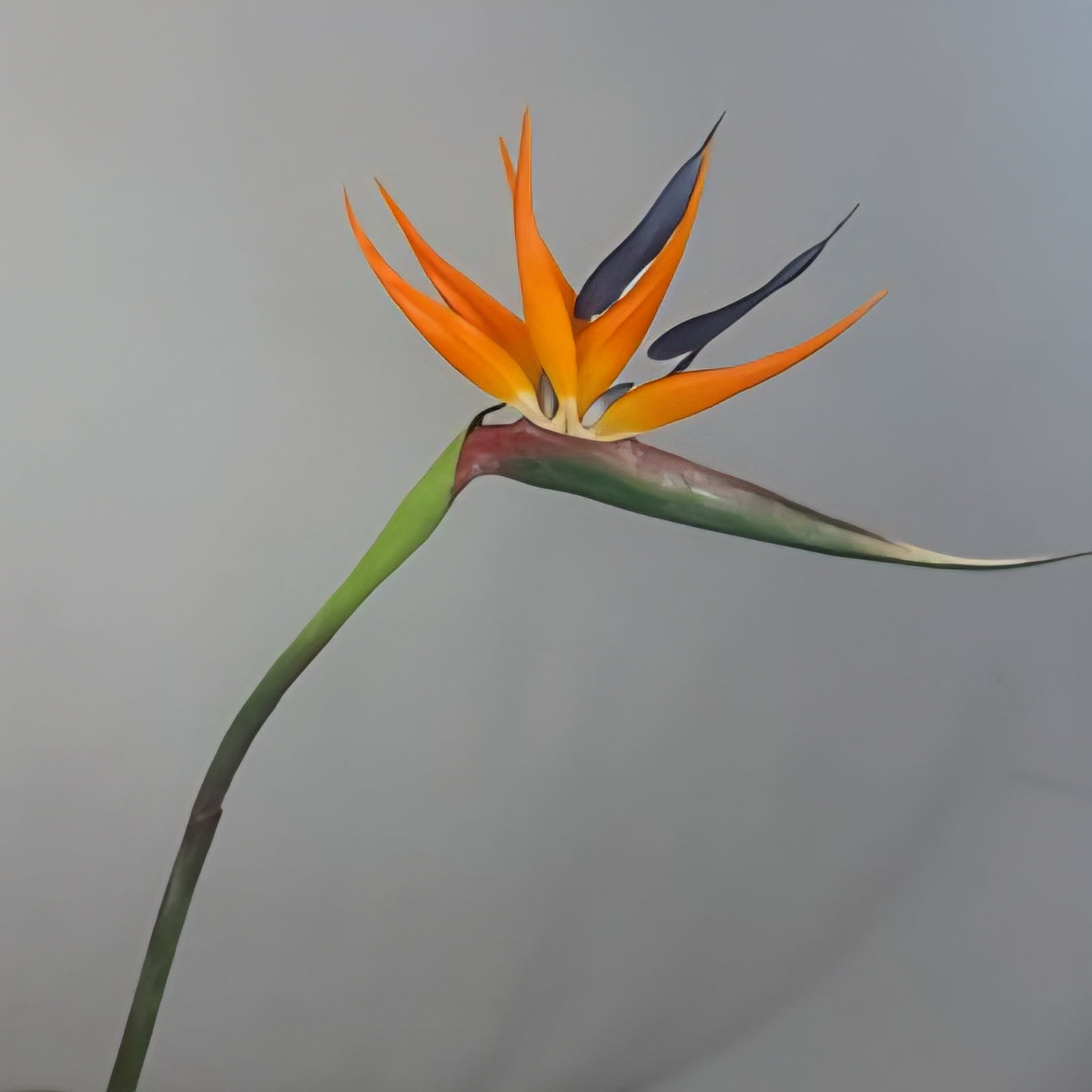 Bird of Paradise - Realistic Artificial Flowers
