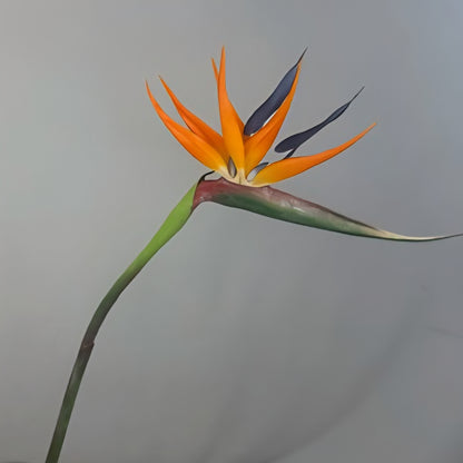Bird of Paradise - Realistic Artificial Flowers