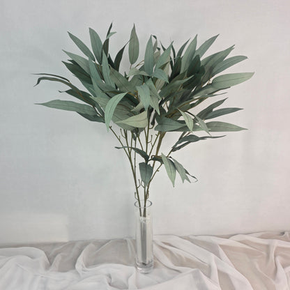 Wide Leaf Eucalyptus