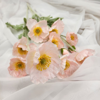 Icelandic Poppies - Light Pink