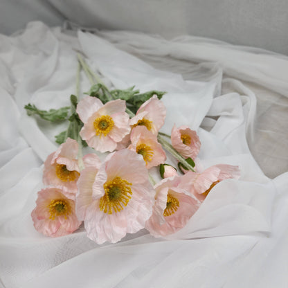 Icelandic Poppies - Light Pink