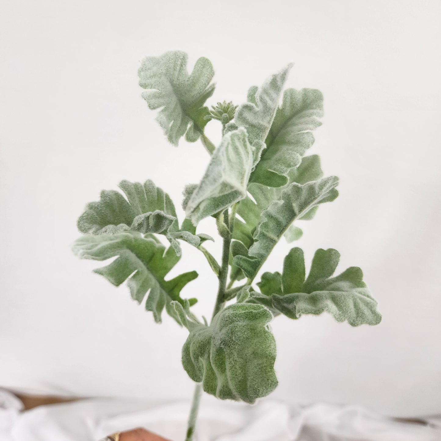 Dusty Miller -Realistic Artificial Greenery