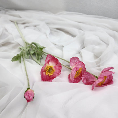 Iceland Poppies - Dark Pink