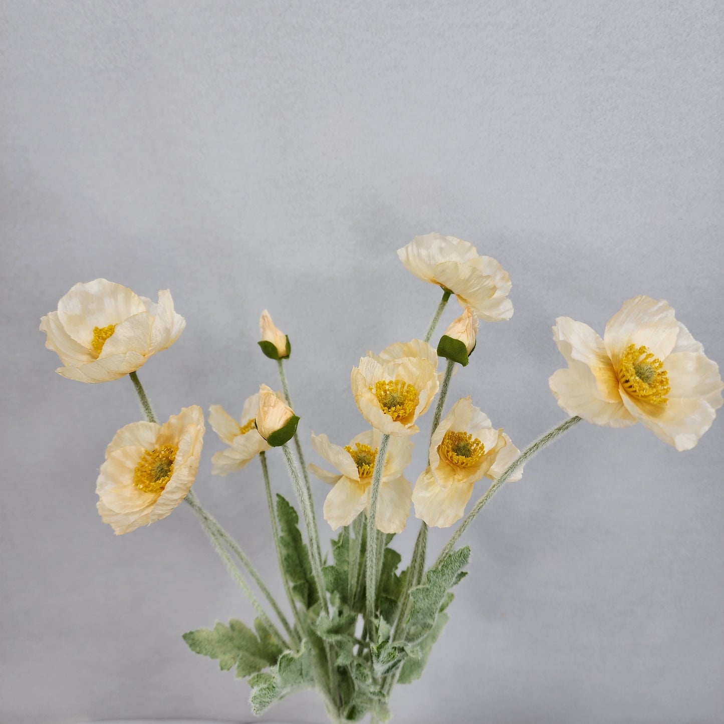 Icelandic Poppies - Pale Peach