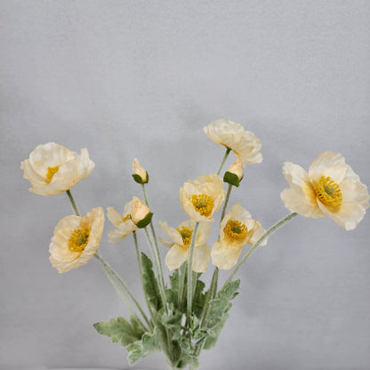 Icelandic Poppies - Pale Peach
