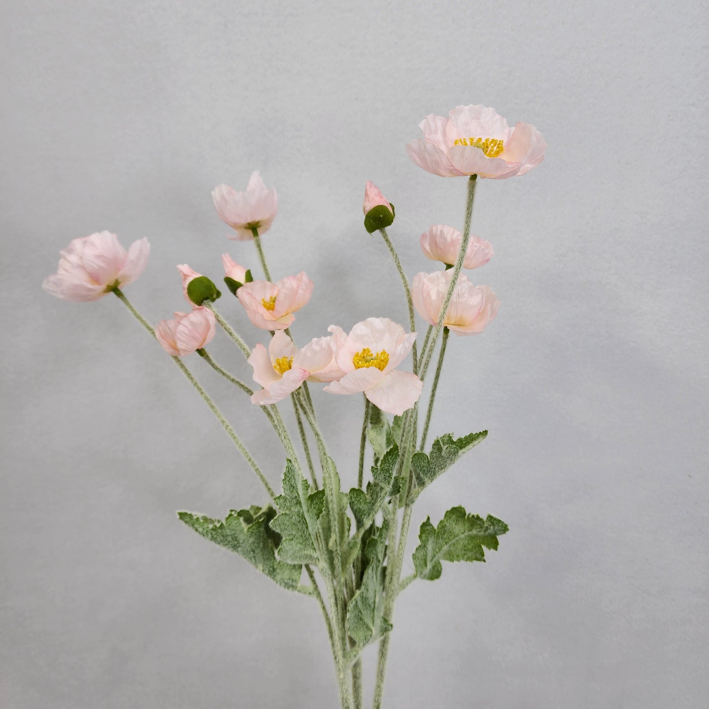 Icelandic Poppies - Light Pink