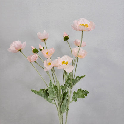 Icelandic Poppies - Light Pink