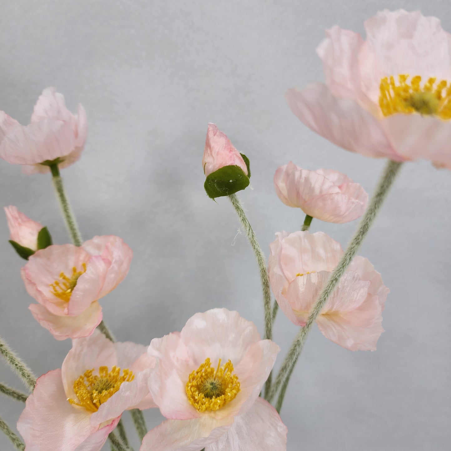 Icelandic Poppies - Light Pink