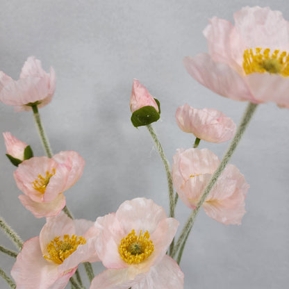 Icelandic Poppies - Light Pink