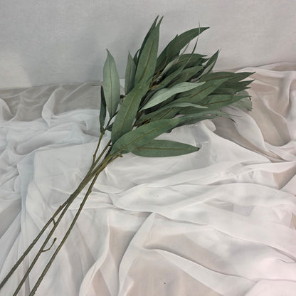Wide Leaf Eucalyptus