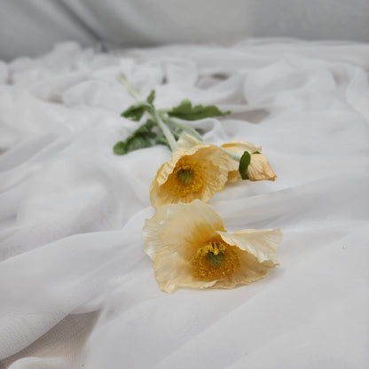 Icelandic Poppies - Pale Peach
