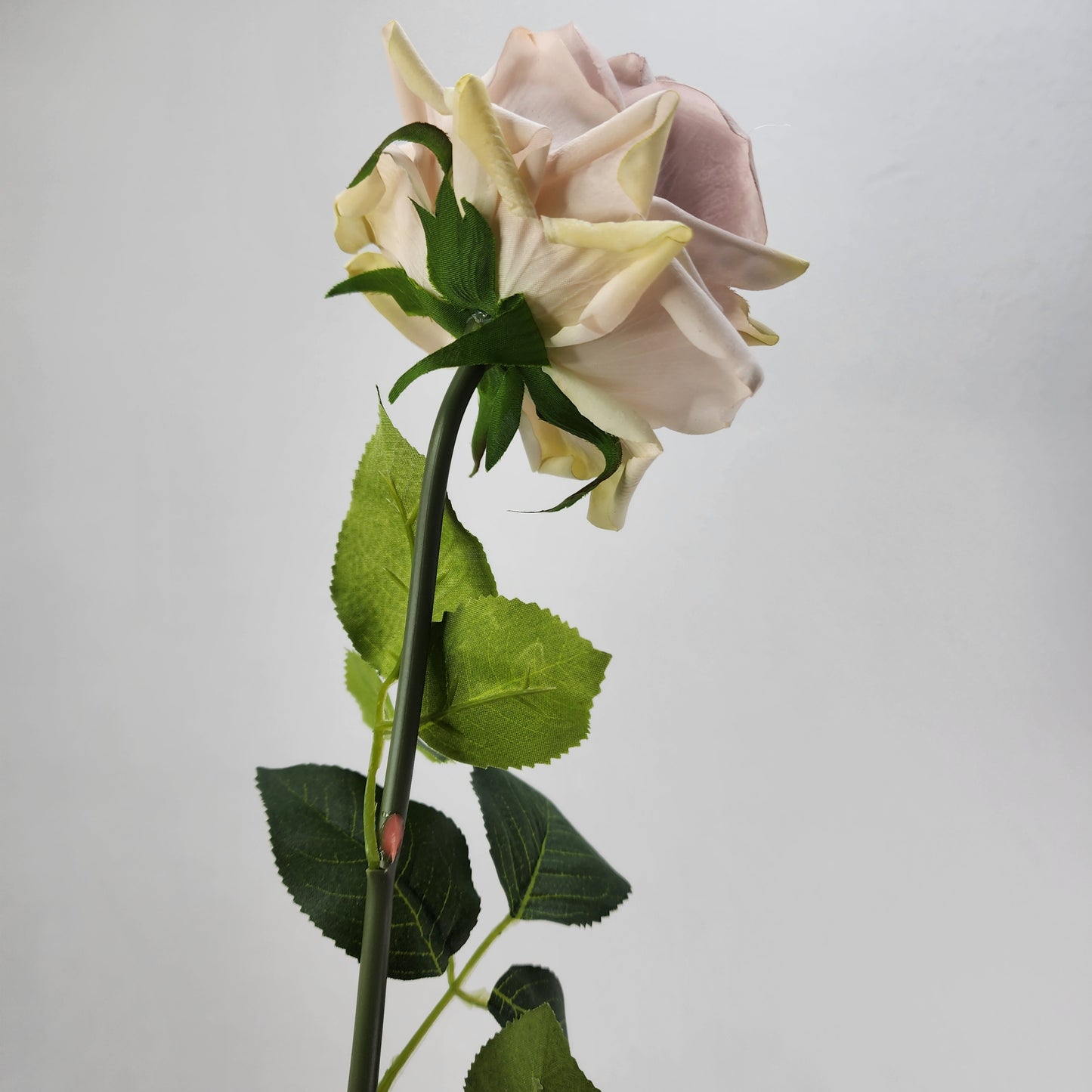 Quick Sand Royal Real Touch Rose