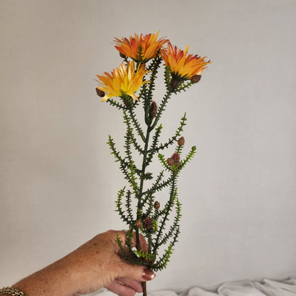 Desert Daisy Orange- Kaaps Flower , Realistic Artificial Flowers