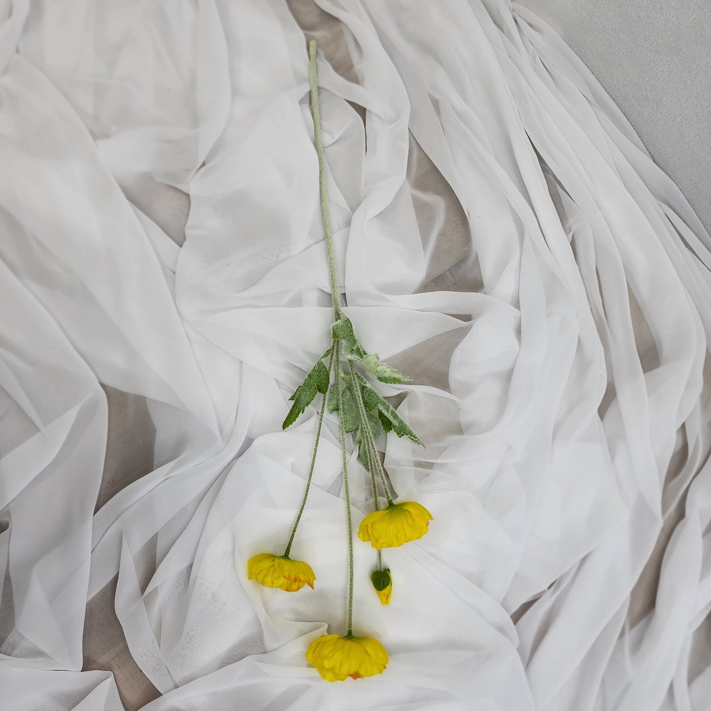 Icelandic Poppies Yellow