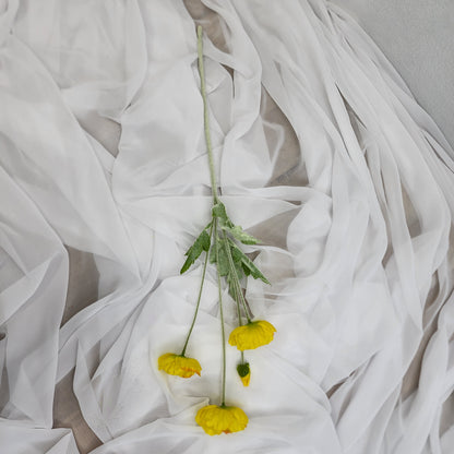Icelandic Poppies Yellow