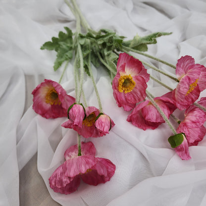 Iceland Poppies - Dark Pink