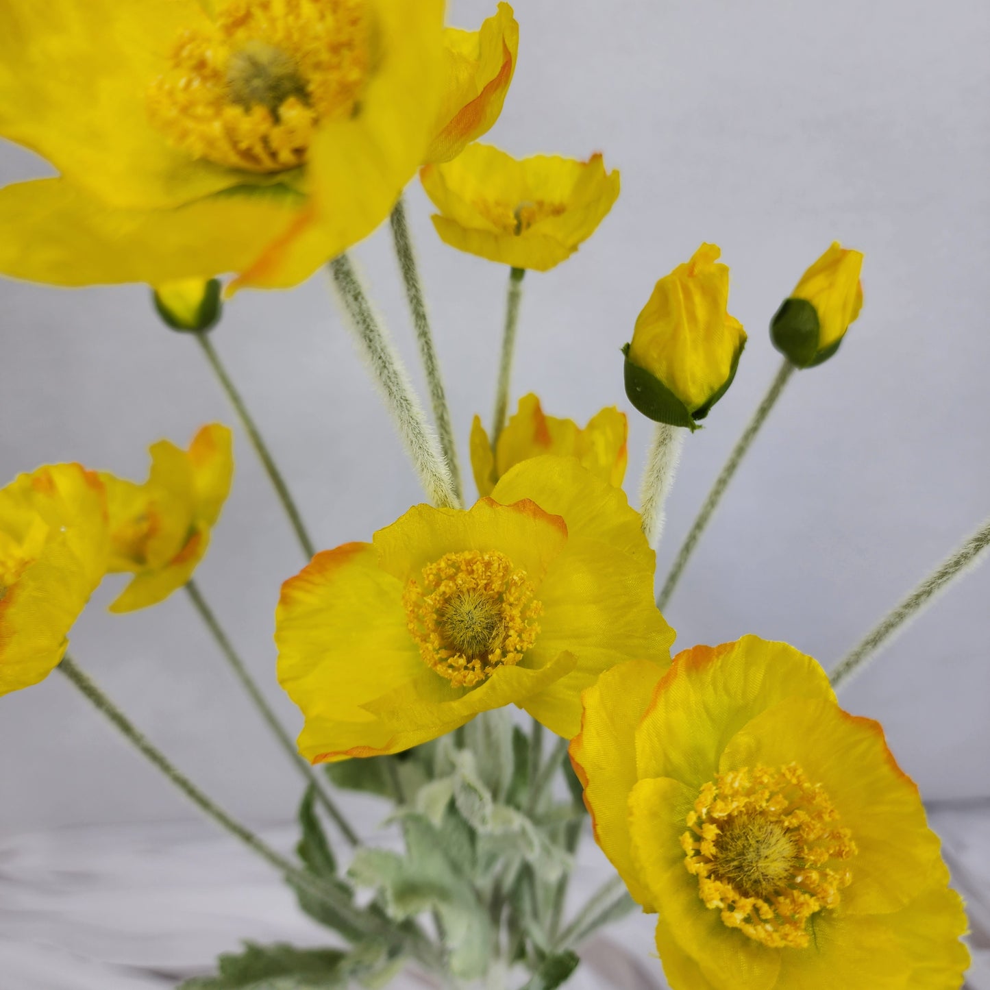 Icelandic Poppies Yellow