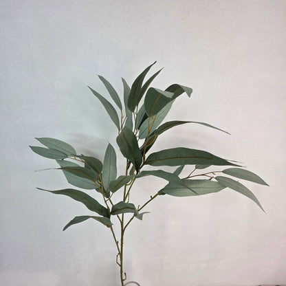 Wide Leaf Eucalyptus